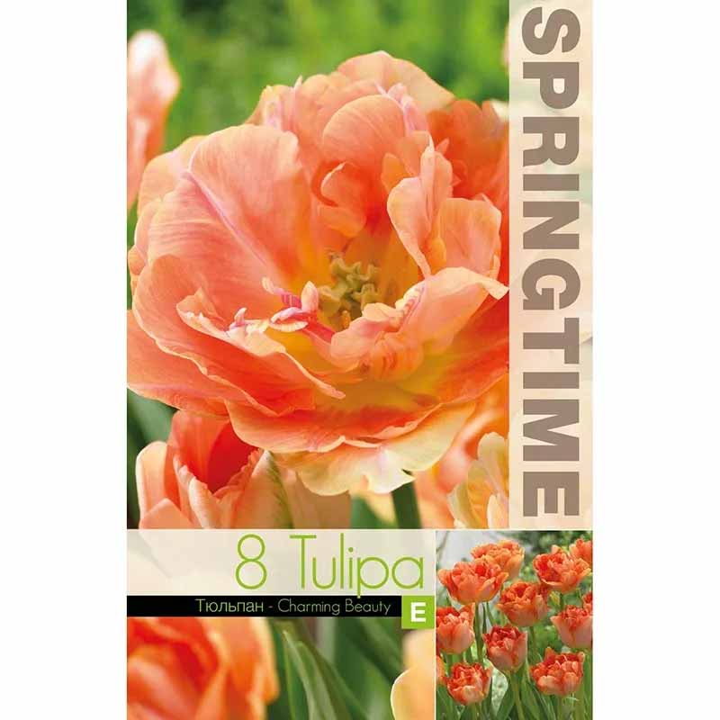 Tulipan 'Charming Beauty'