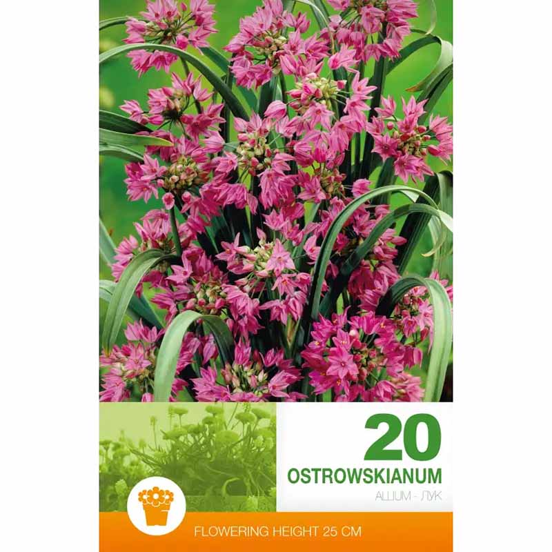 Allium 'Ostrowskianum' (Bergløg)