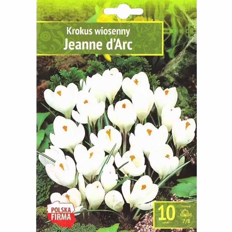 Forårskrokus 'Jeanne d'Arc'