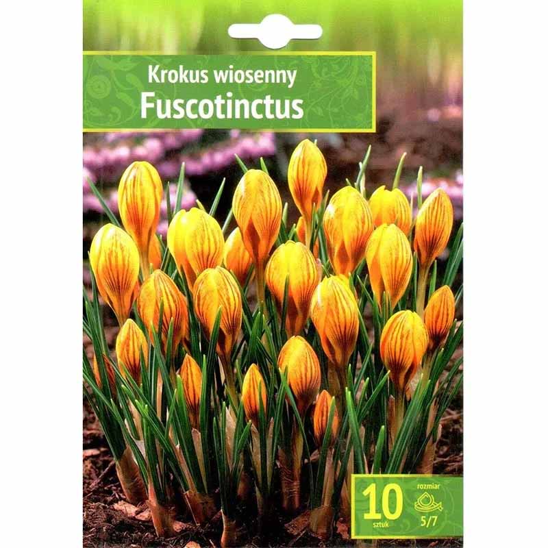 Bægerkrokus 'Fuscotinctus'