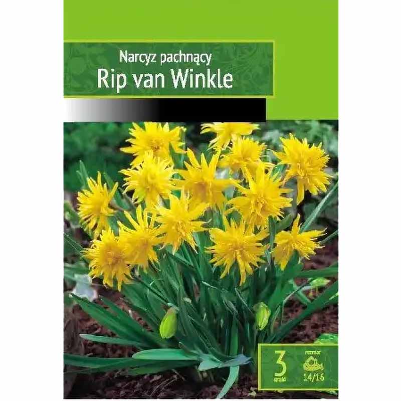 Snepåskelilje 'Rip Van Winkle'