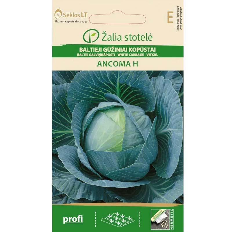 Hvidkål 'Ancoma' H