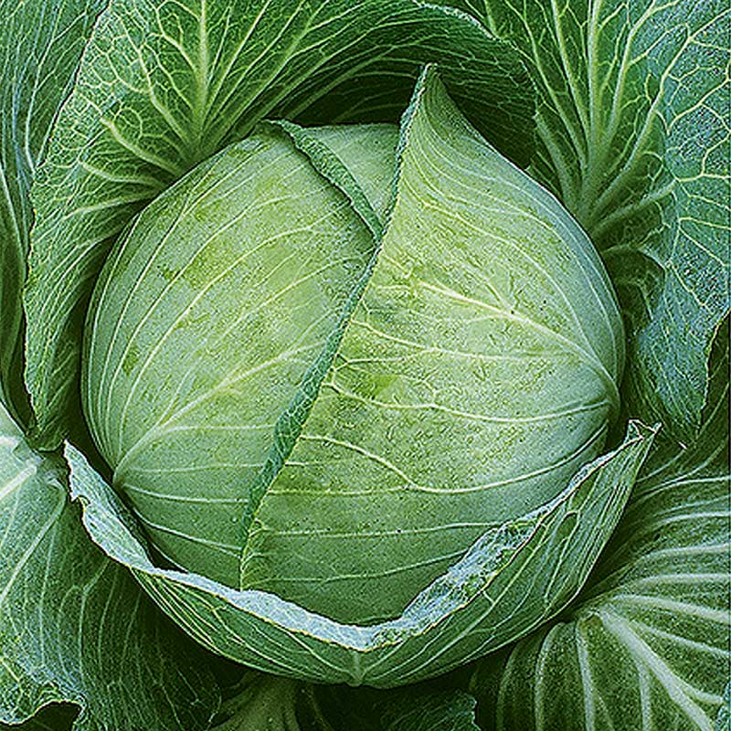 Hvidkål 'Krautkaiser' H