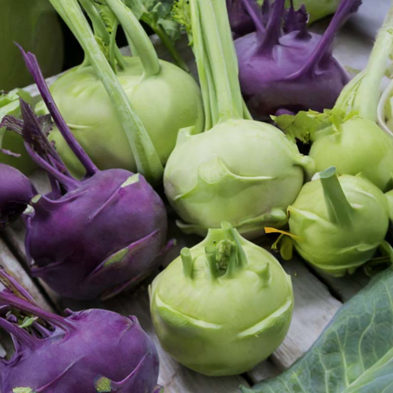 Knudekål 'kartago h & ametyst h'