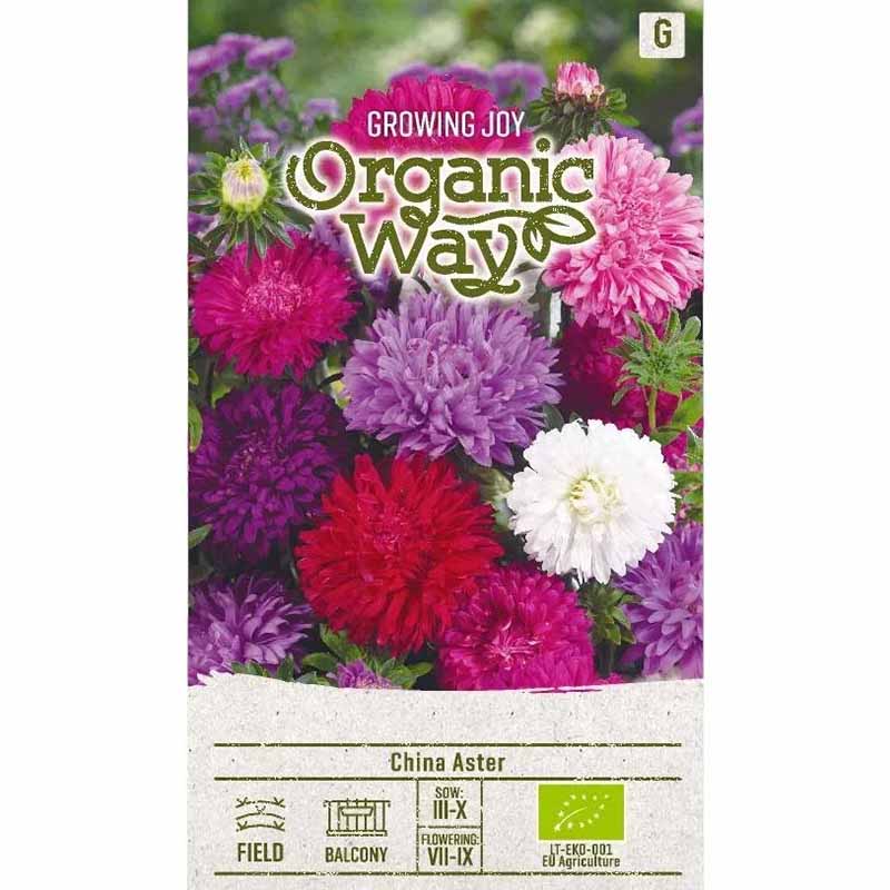 Sommerasters 'Standy'