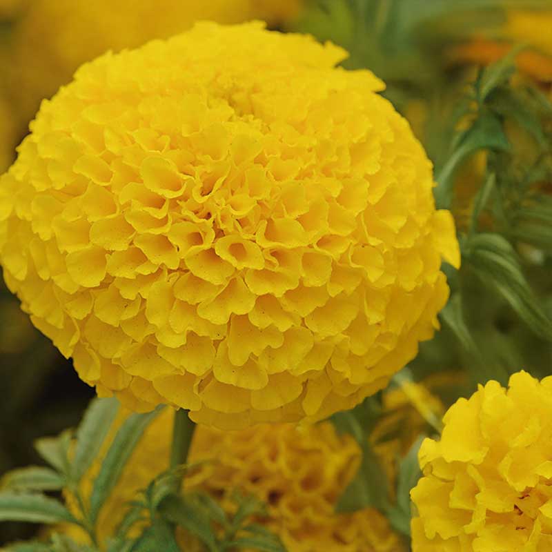 Stor tagetes 'Taishan® Gold'