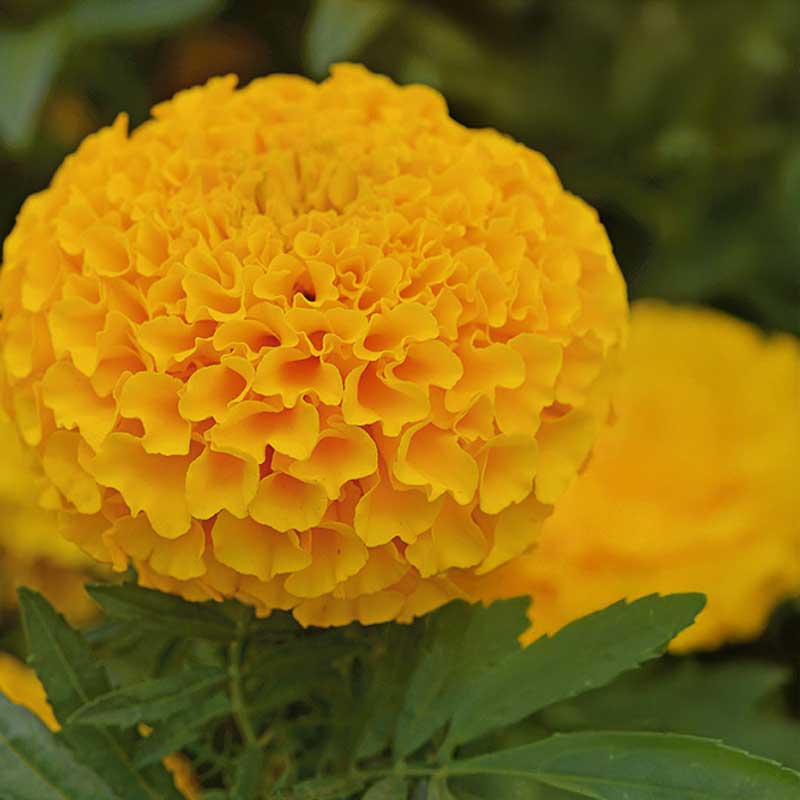 Stor tagetes 'Taishan® Orange'