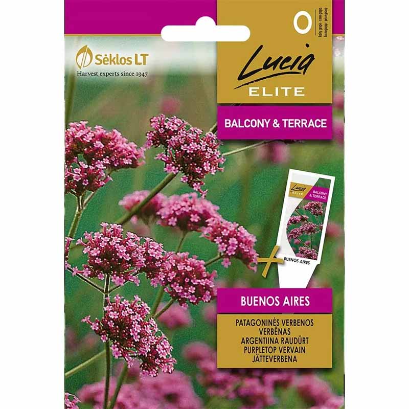 Kæmpeverbena 'Buenos aires'