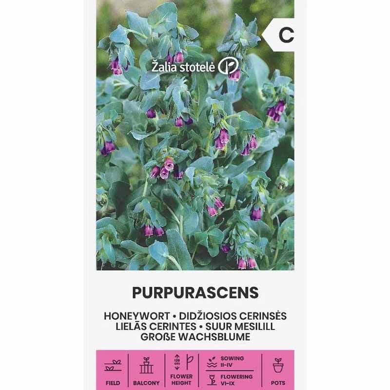 Voksblomst 'Purpurascens'