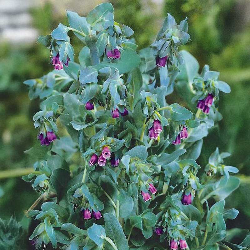 Voksblomst 'Purpurascens'