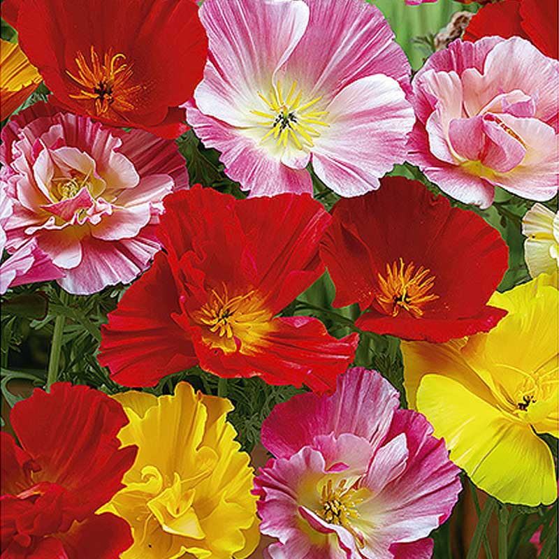 California Poppy 'Ballerina' mix