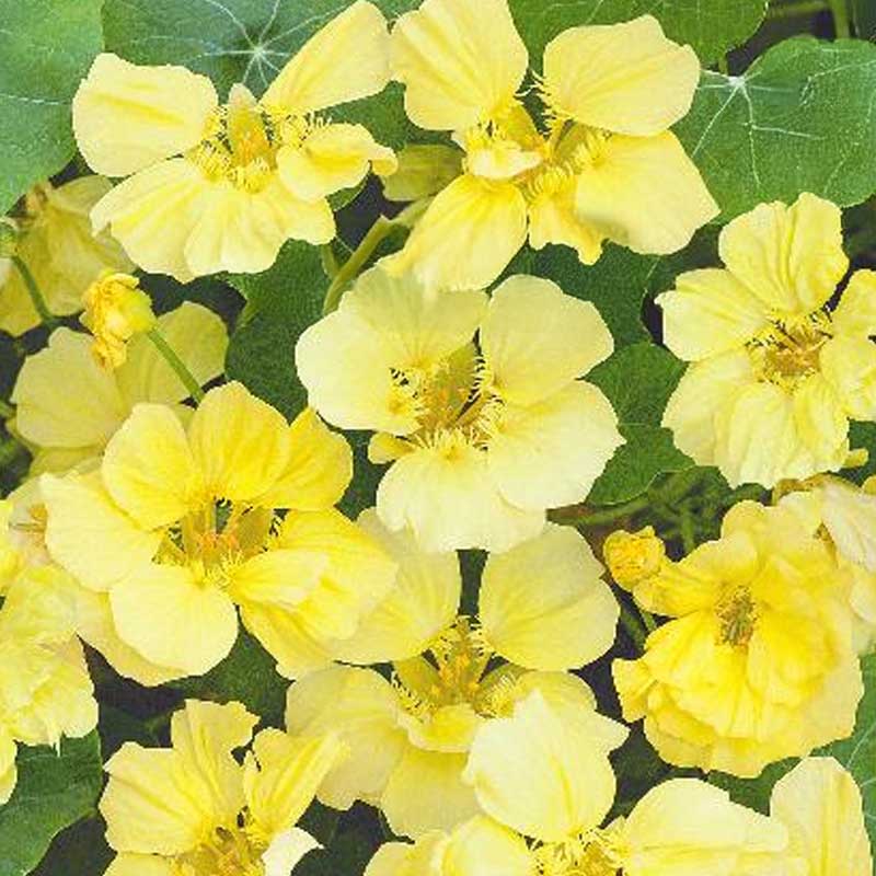 Slyngende tallerkensmækker 'Moonlight'