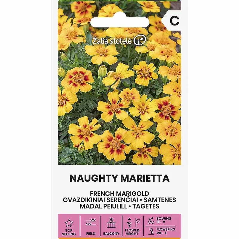 Fløjlsblomst 'Naughty Marietta'