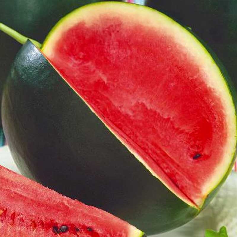 Vandmelon 'Pata Negra'