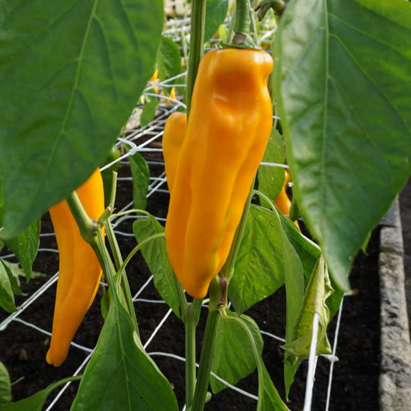 Bell Pepper 'Astor' H