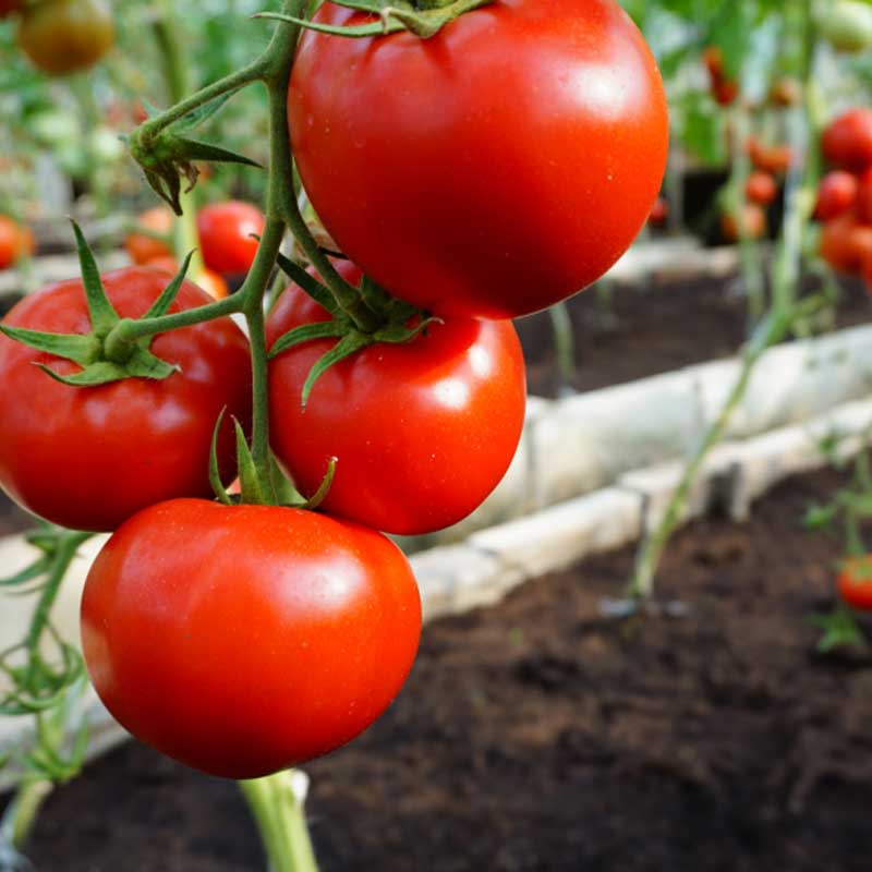 Tomat 'Mahitos' H