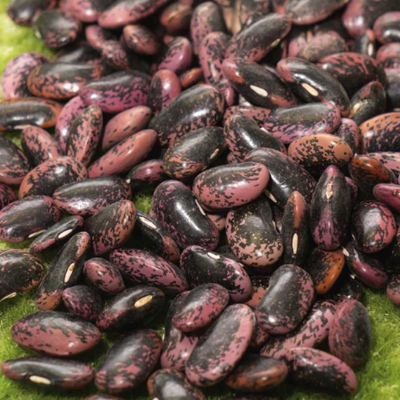 Snerrebønne 'Scarlet'