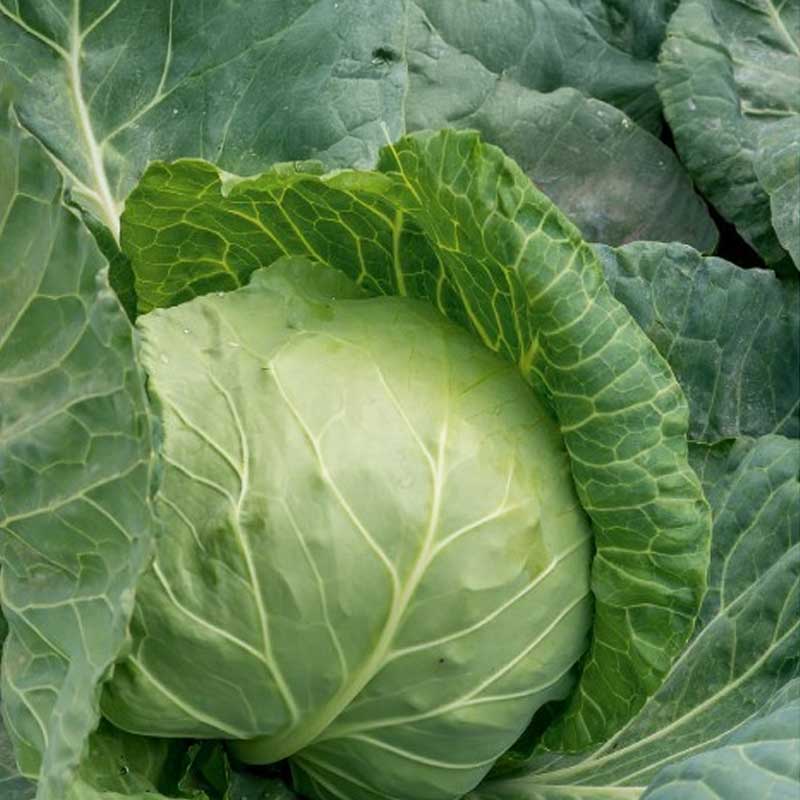 Hvidkål 'Dita'