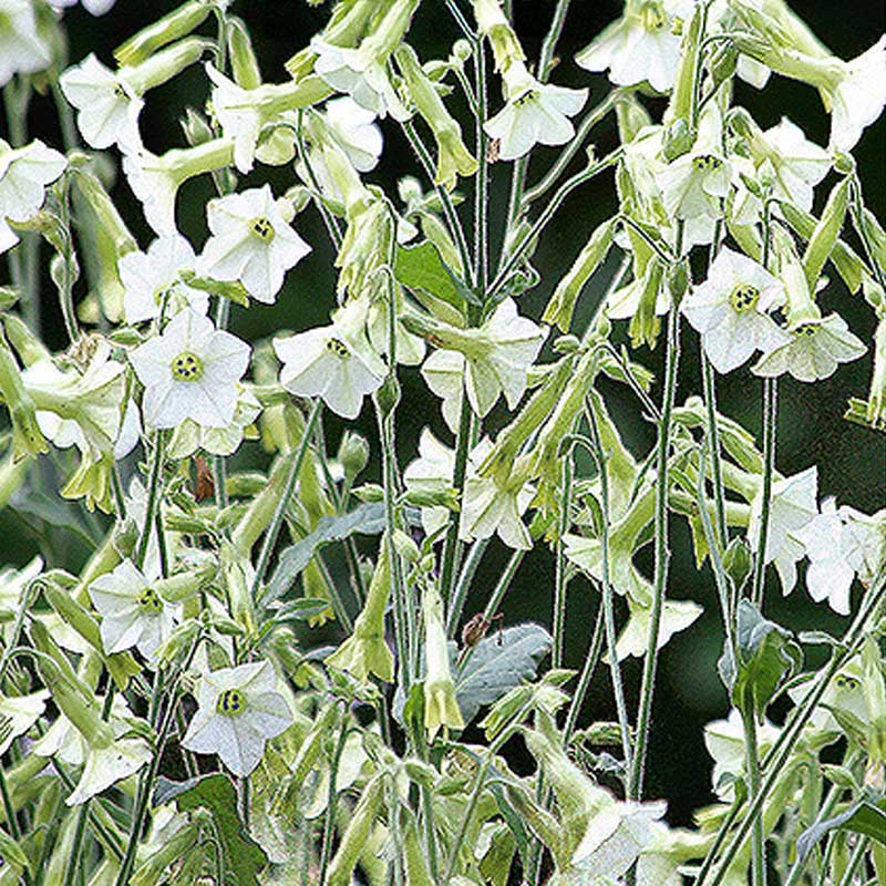 Prydtobak 'Starlight Dancer'