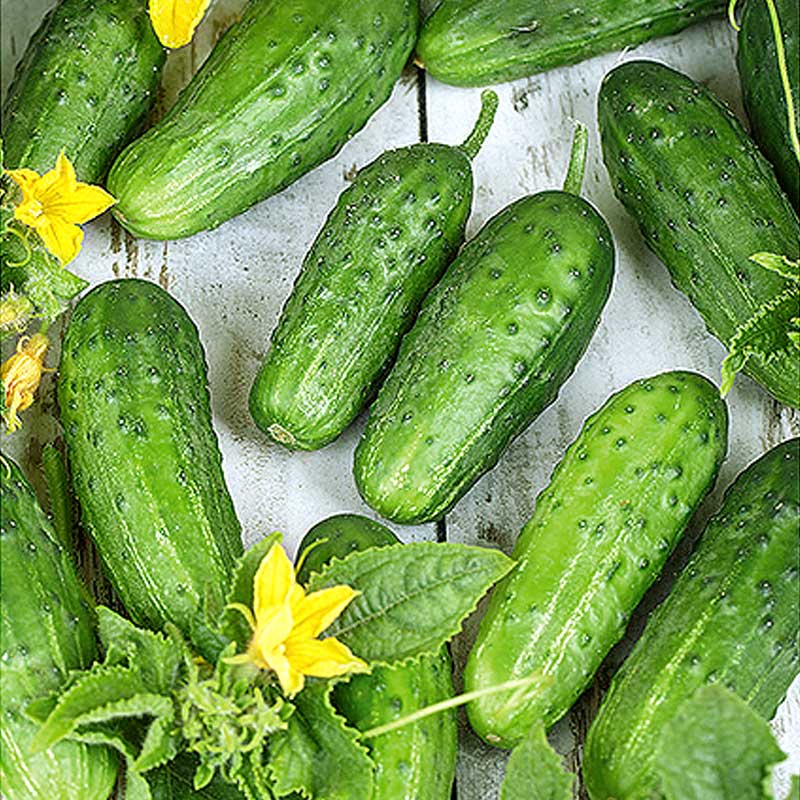 Cucumber 'Anulka' H