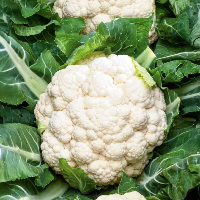 Blomkål 'Skywalker'