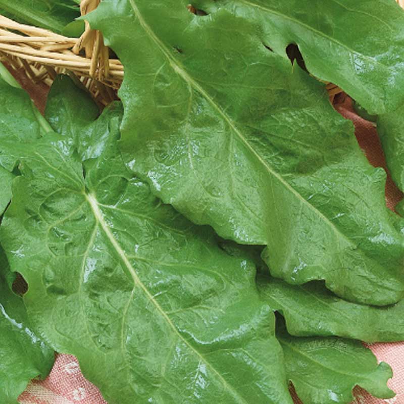 Engsyre 'Belleville'