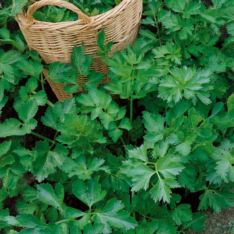 Knoldselleri 'Jemny'