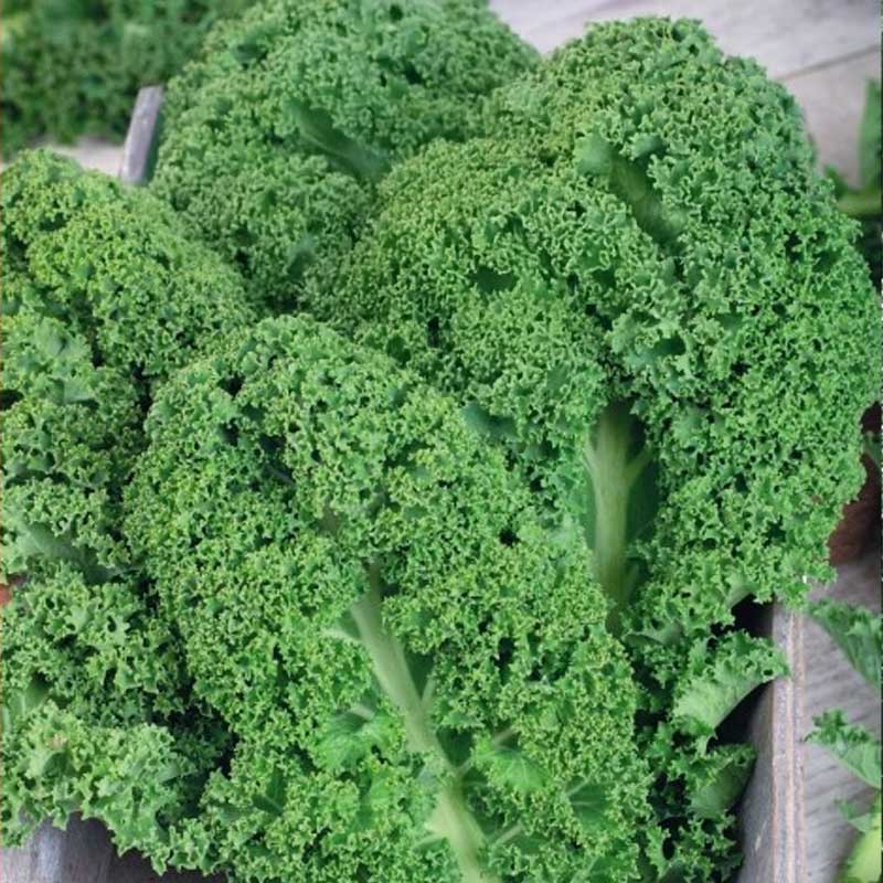 Grønkål 'Westlandse winter'