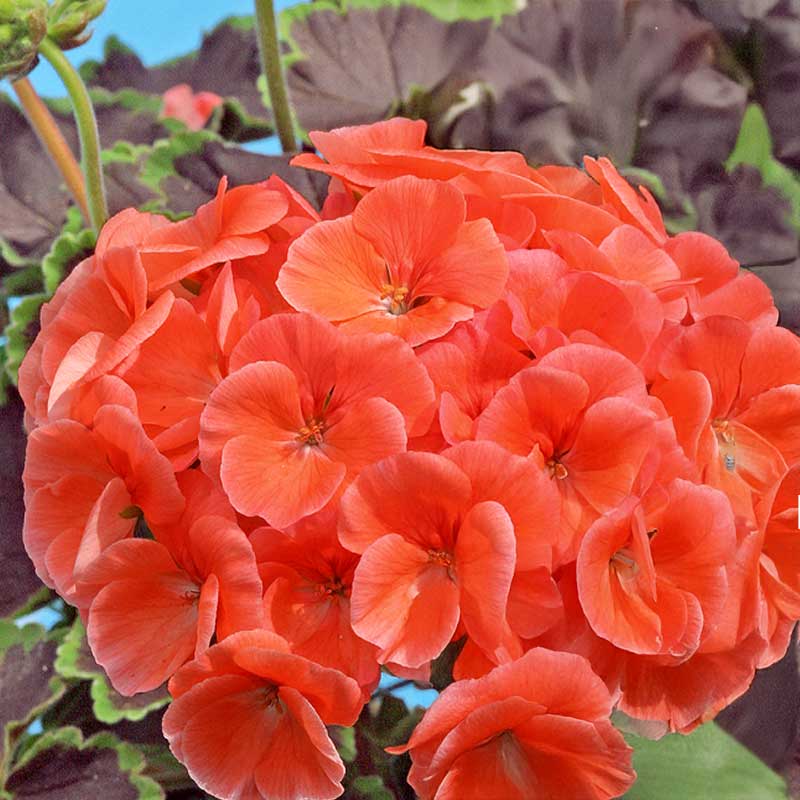 Geranium 'Night Salmon' H