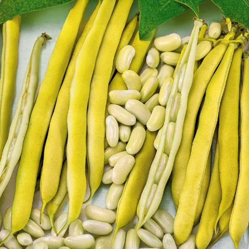 Bælgplante 'Michelet à longue cosse'