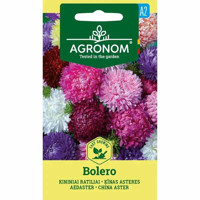Asters 'Bolero Mix'