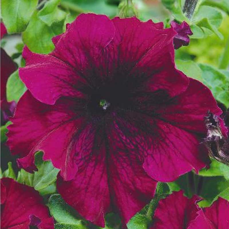 Duftpetunia 'Touha h burgundy'