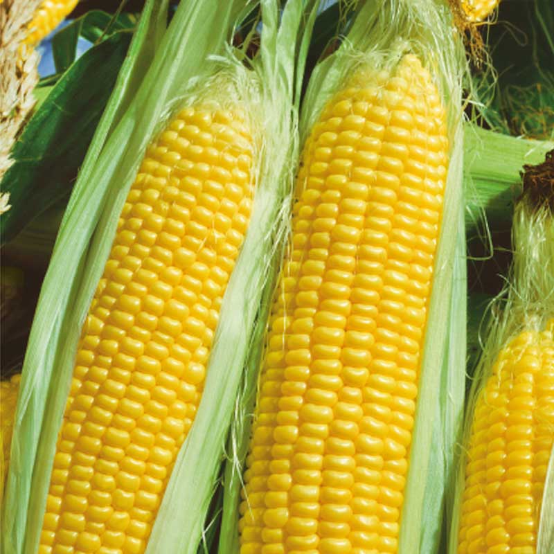 Sukkermajs 'Golden Bantam'