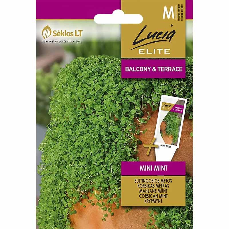 Krybemynte 'Mini mint'