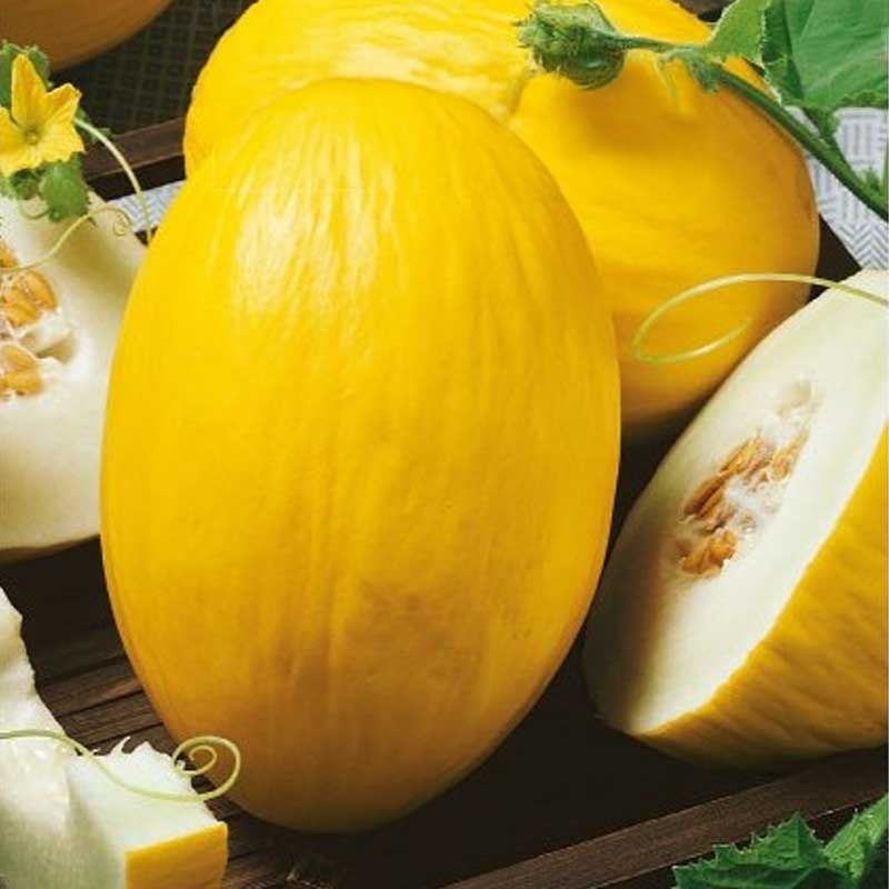 Melon 'Amarillo Canario'
