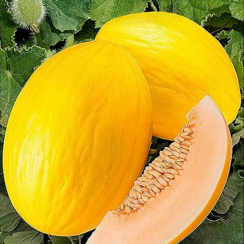 Melon 'Mangomel' F1