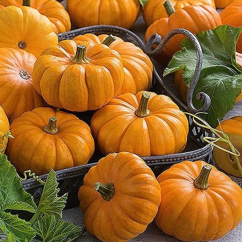 Græskar 'Jack Be Little'