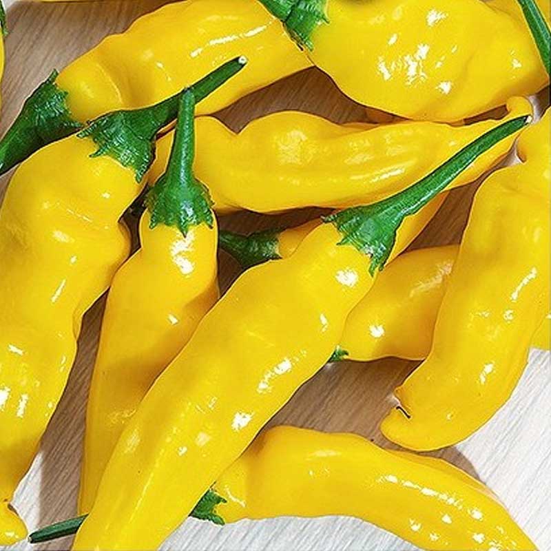 Chili 'Hot lemon'