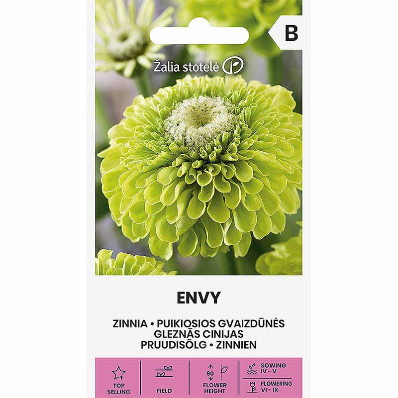 Zinnia 'Envy'