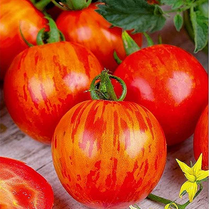 Tomat 'Red Zebra' H