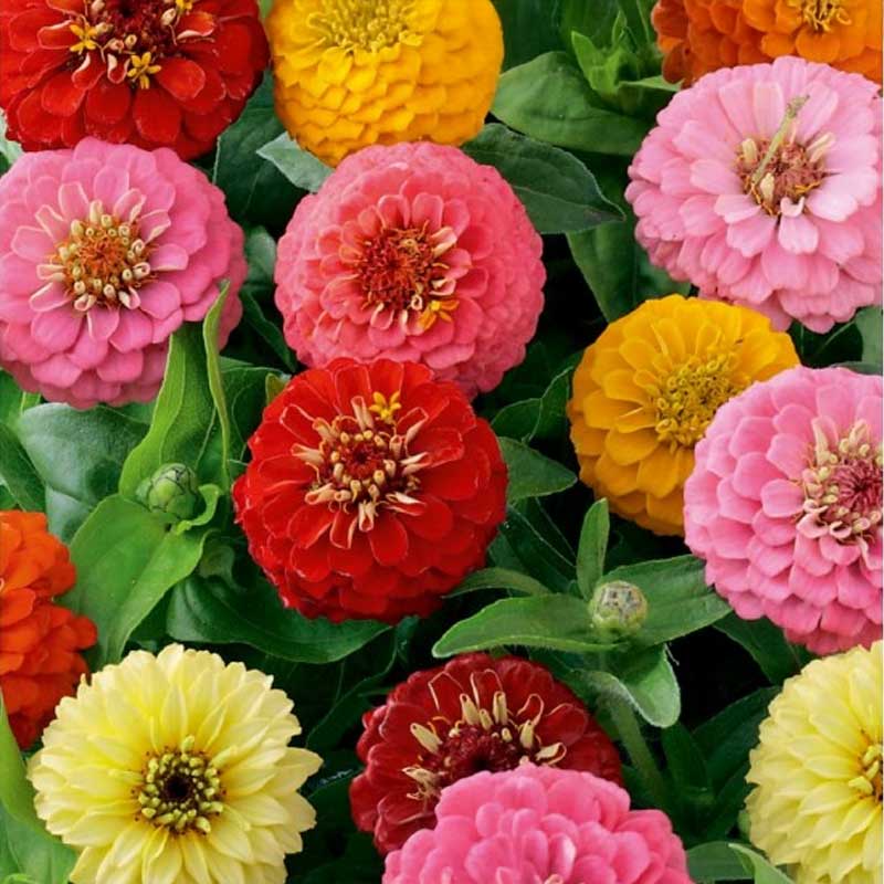 Zinnia 'Thumbelina'