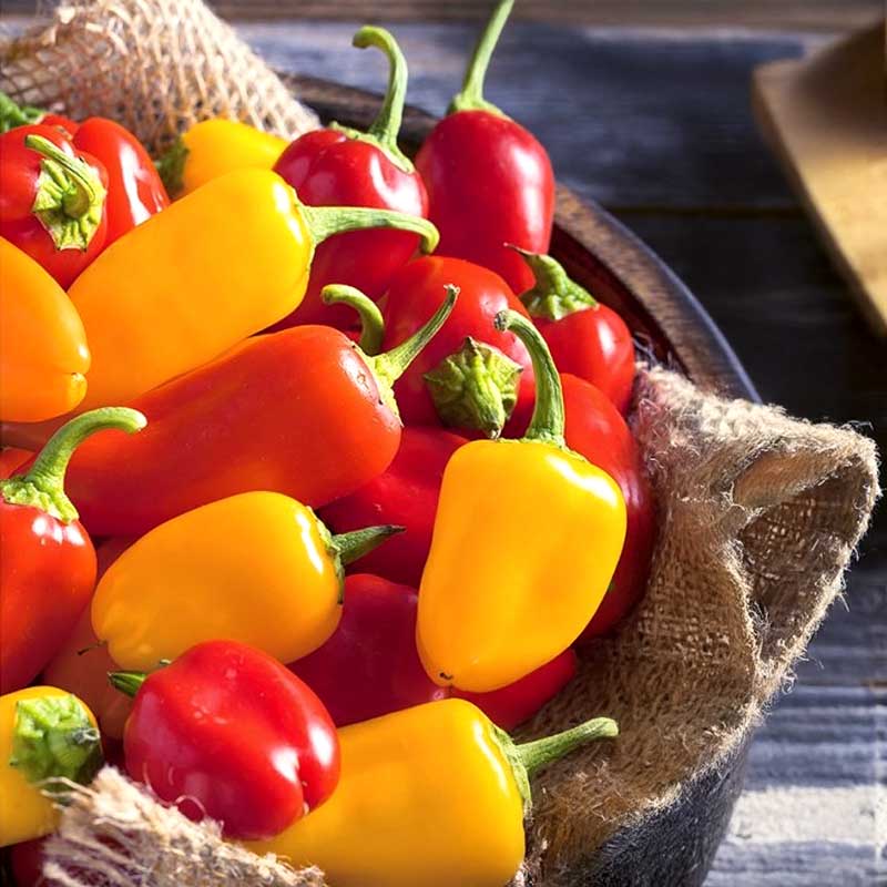 Peberfrugt 'Yala & Rela'