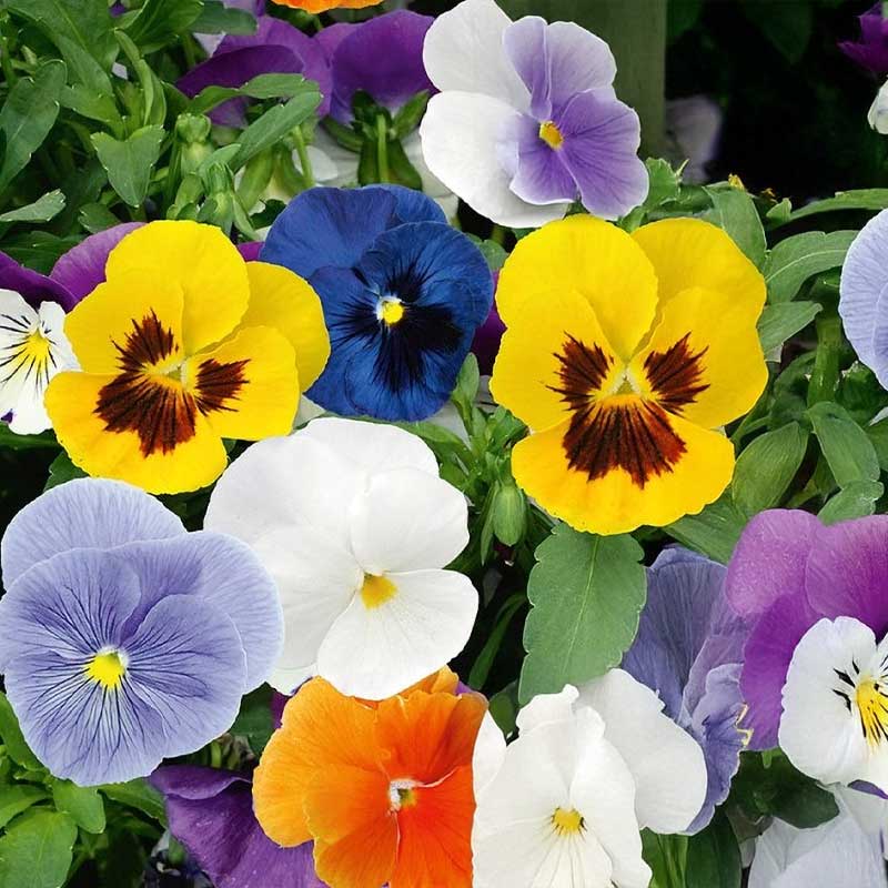 Stedmoderblomst 'Spring Stars'