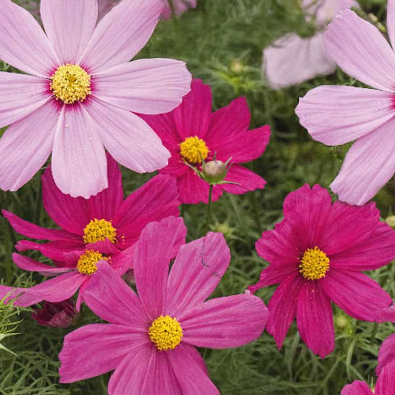 Cosmos 'Early Summer'