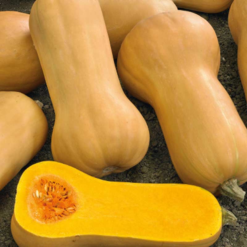 Moskusgræskar 'Waltham Butternut'