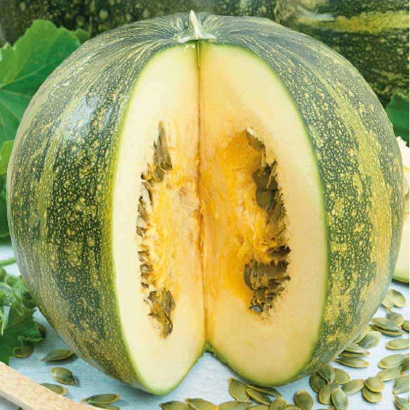 Squash 'Olga'