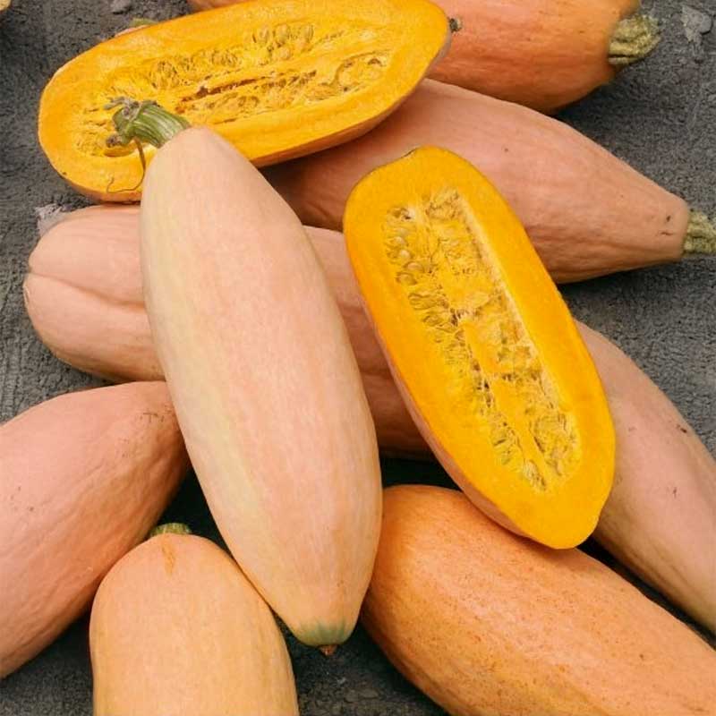 Kæmpegræskar 'Pink banana jumbo'