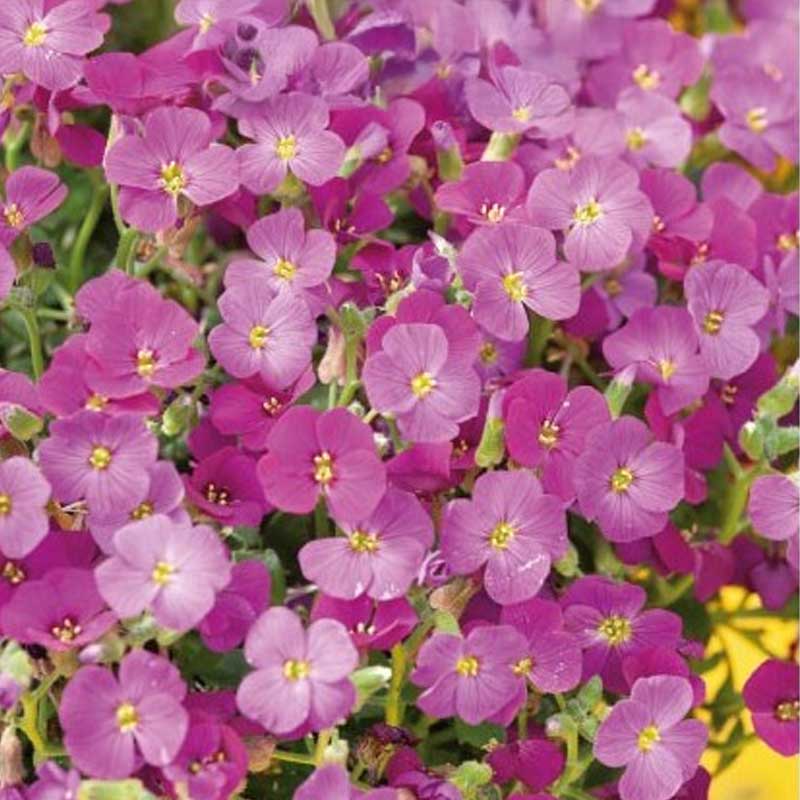 Aubrieta 'Leishtlini'