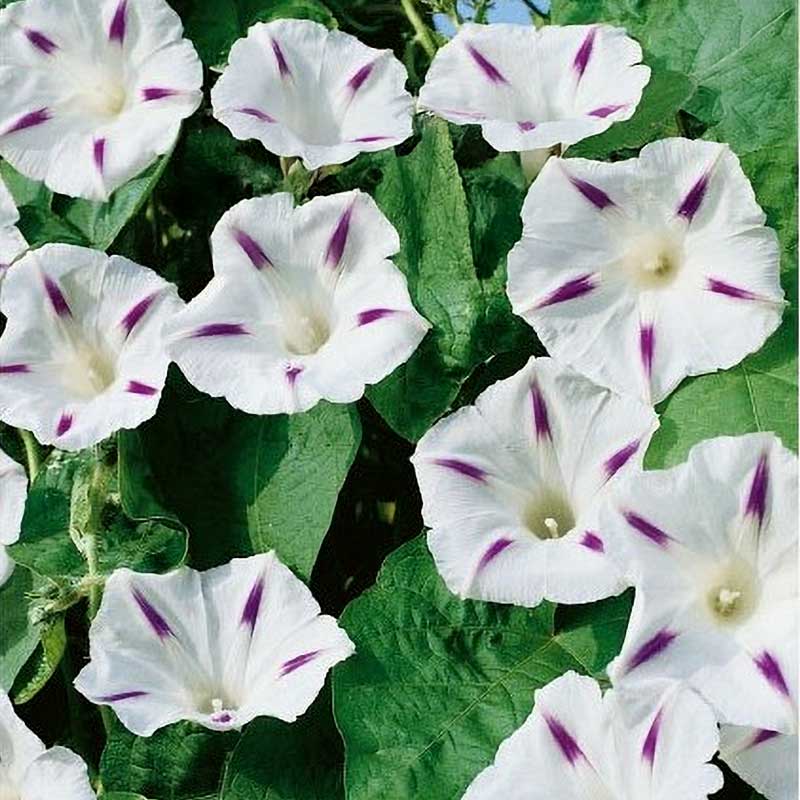 Pragtsnerle 'Milky Way'