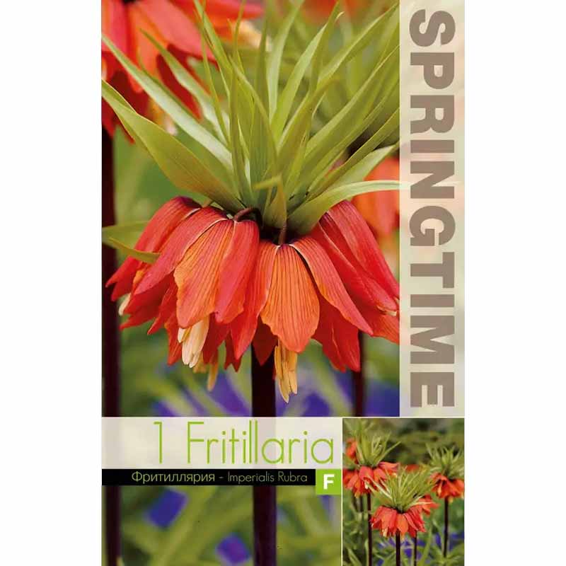 Rød kejserkrone 'Rubra'